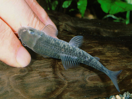 Comprar Peces Garra Rufa En Chile